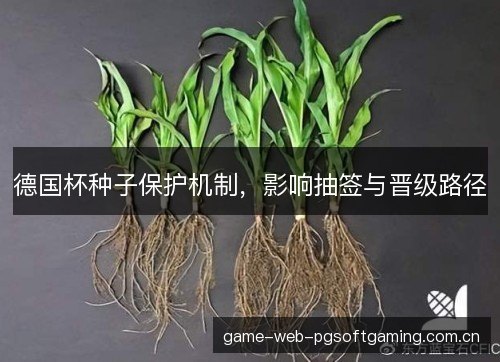 德国杯种子保护机制，影响抽签与晋级路径